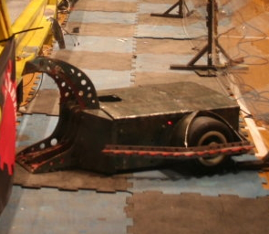 Alligator