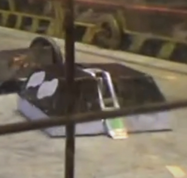 Team Weird Alice Logo